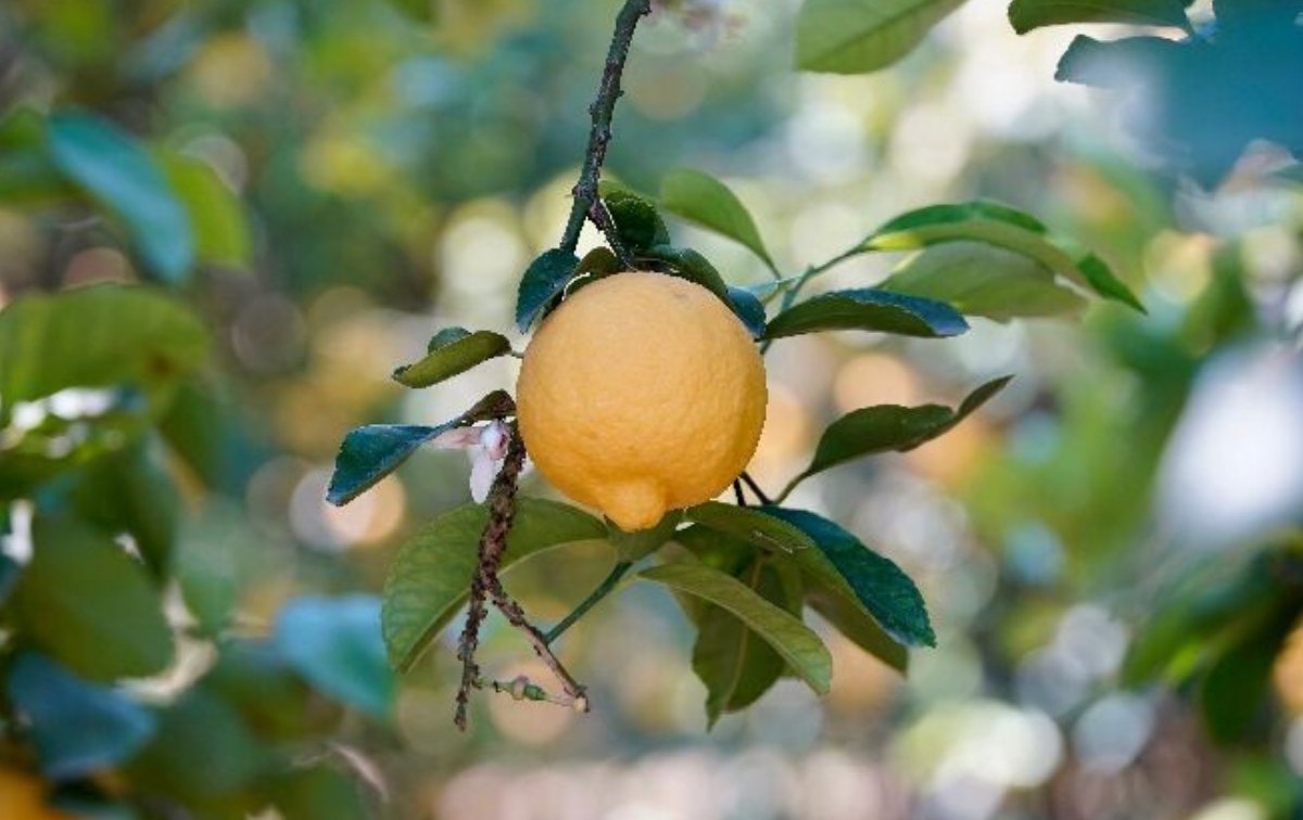 ©Polenghi ©Polenghi