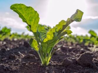 © Adobe Photo Stock