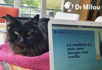 © Dr Milou