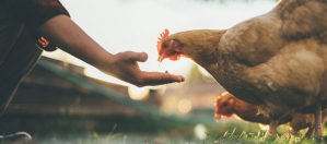 © Ajinomoto Animal Nutrition Group