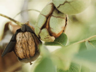 ©Noyerais du Lander