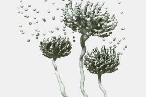 © Pulmocide © Pulmocide