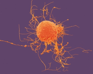 © Cell-easy © Cell-easy