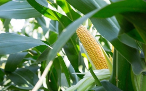 © Caussade Semences