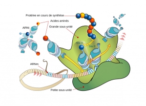 Urania Therapeutics cible le ribosome, l’« usine » à protéines de notre organisme, afin de restaurer la production de protéines fonctionnelles quand celle-ci est altérée. Urania Therapeutics cible le ribosome, l’« usine » à protéines de notre organisme, afin de restaurer la production de protéines fonctionnelles quand celle-ci est altérée.
